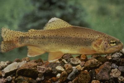 The Apache trout