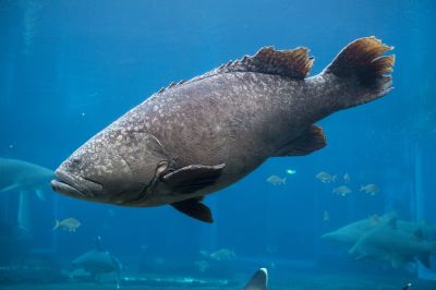 The Black Grouper 