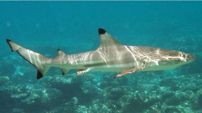 The Blacktip Shark