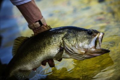 The Largemouth Bass