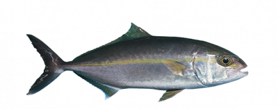 The Lesser Amberjack