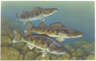 The Walleye