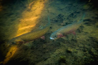 The Westlope cutthroat trout