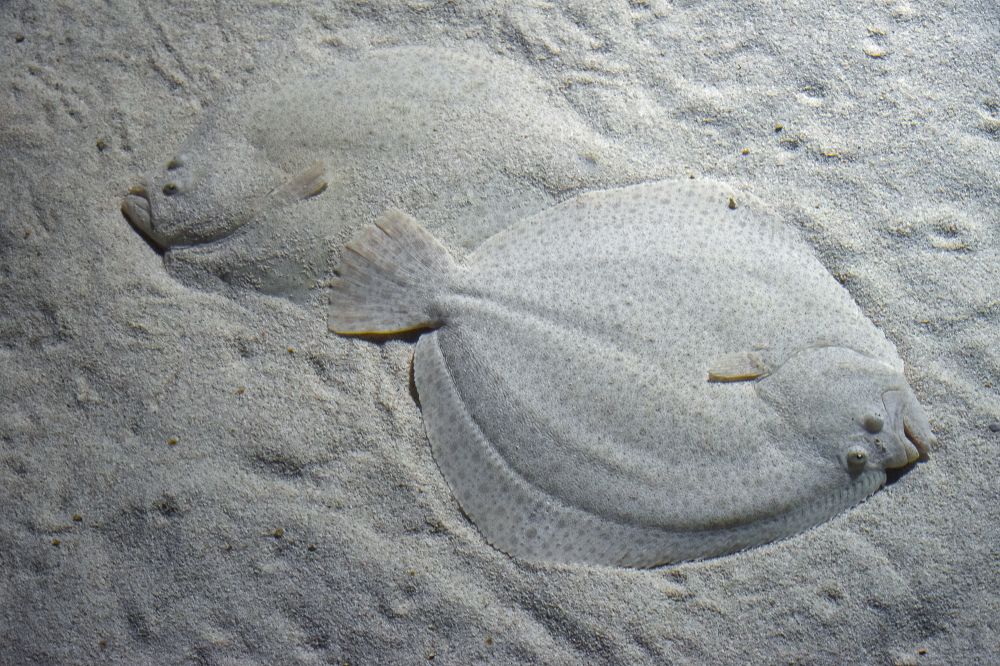 The Brill fish