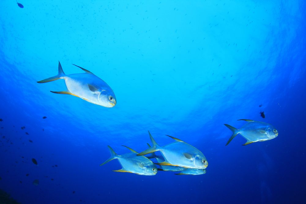 The African Pompano
