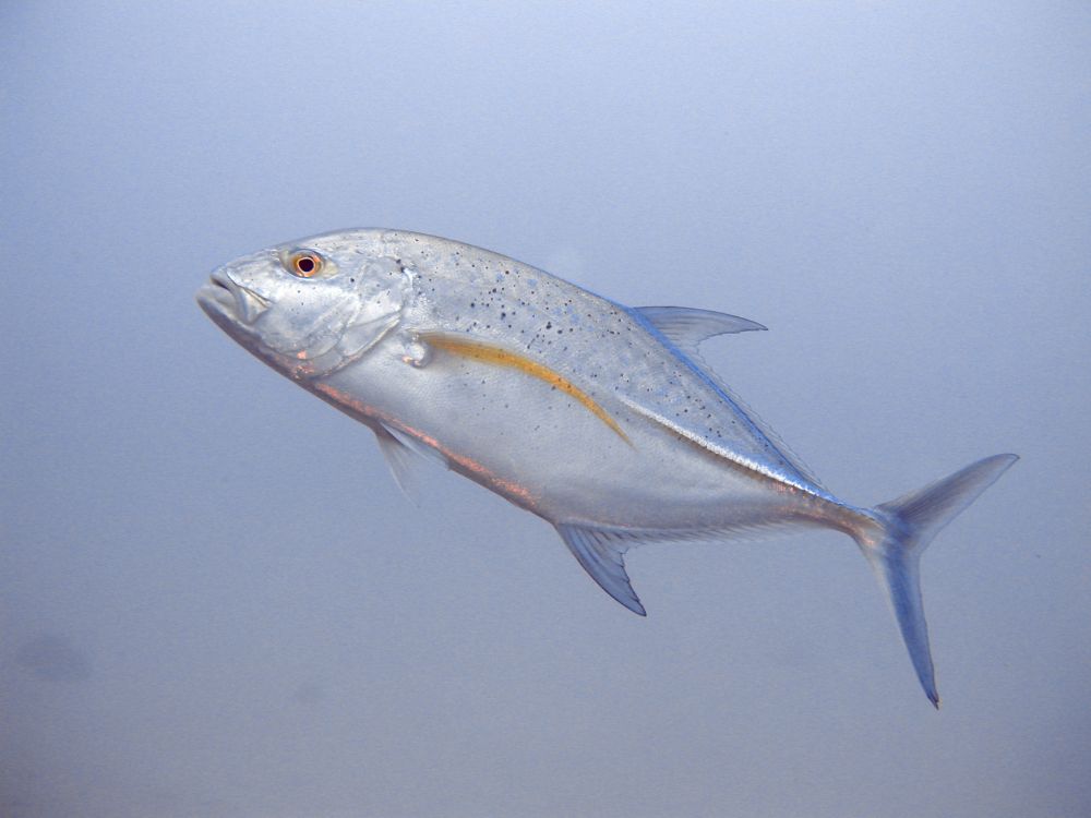 The Banded Rudderfish