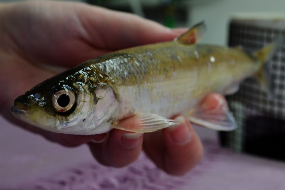 The Bloater fish