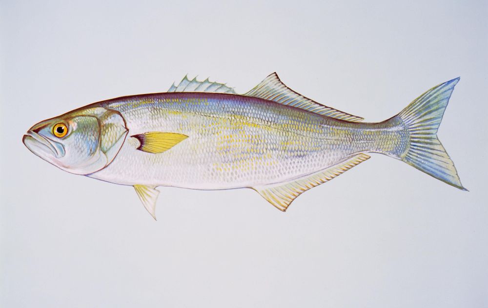 The Bluefish