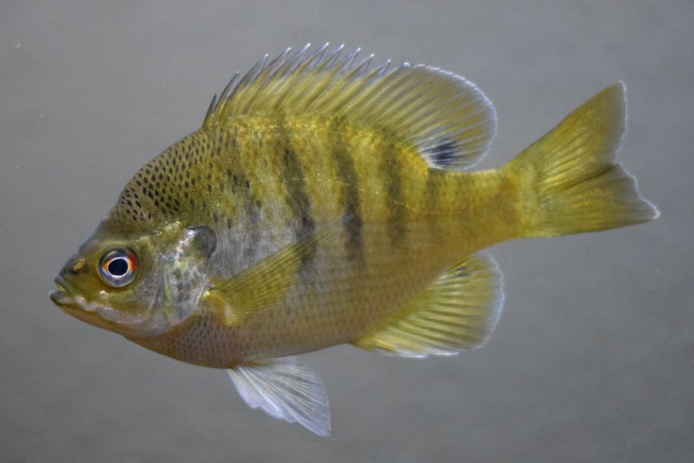 The Bluegill