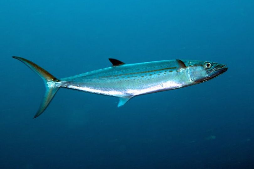 The Cero fish