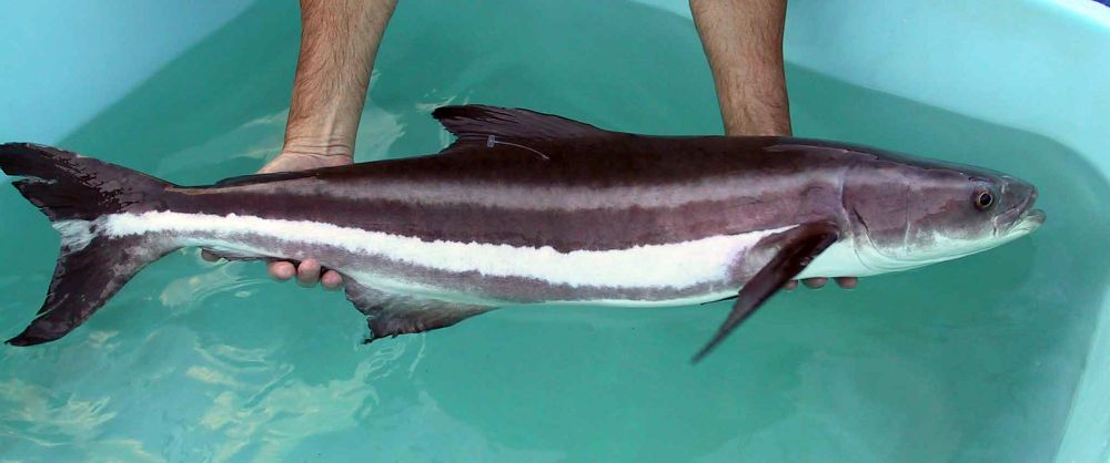 The Cobia fish