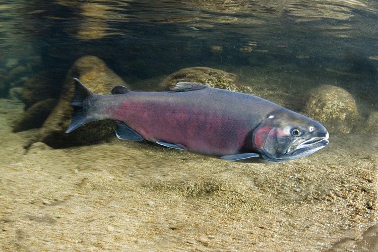 The Coho Salmon