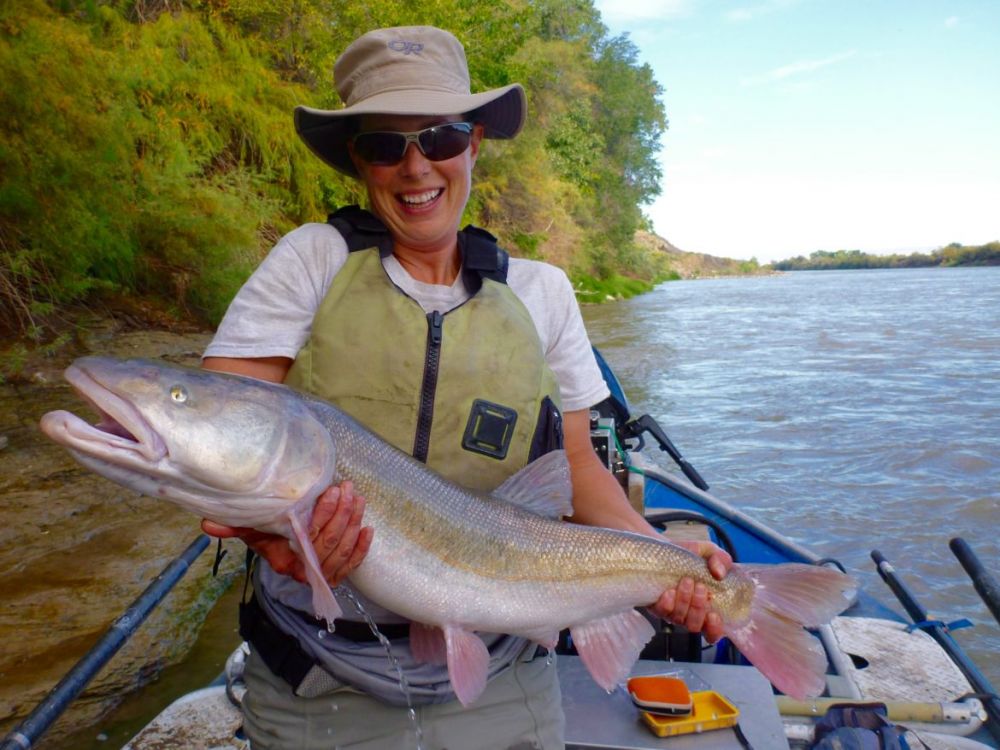 The Colorado pikeminnow