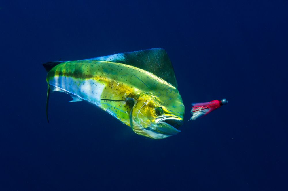The Dolphinfish