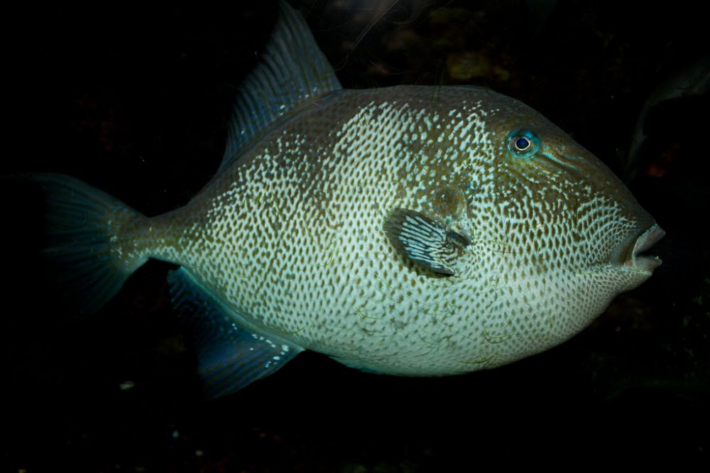 The Gray Triggerfish