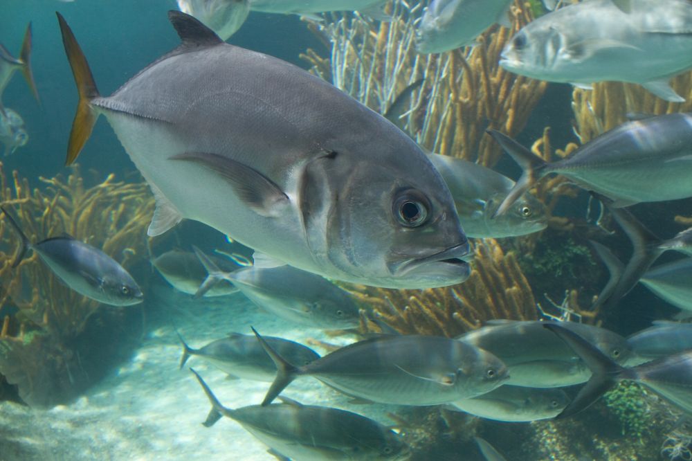 The Horse Eye Jack fish