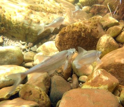 The Humpback Chub
