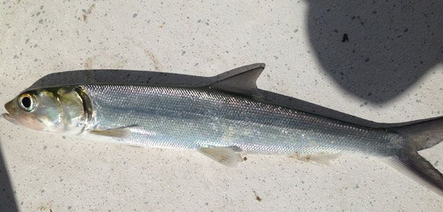 The Ladyfish