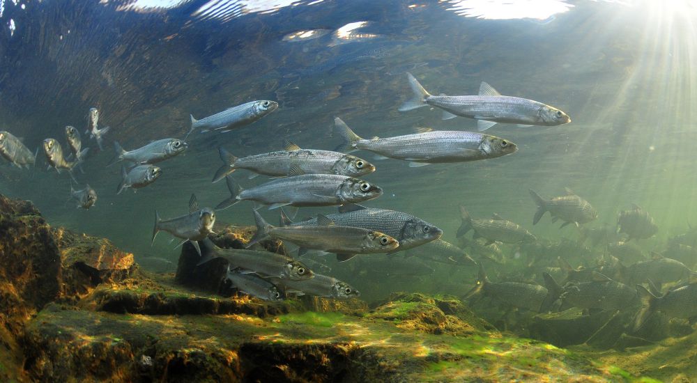 The Lake Herring