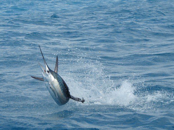 The Sailfish