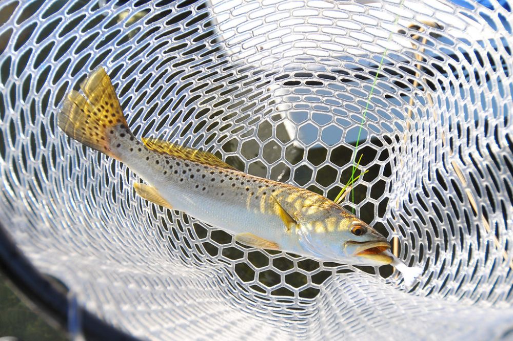 The Spotted Seatrout