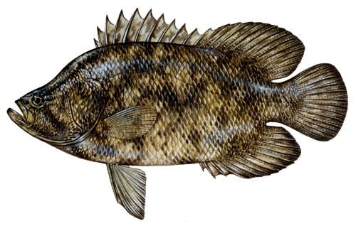 The Tripletail fish