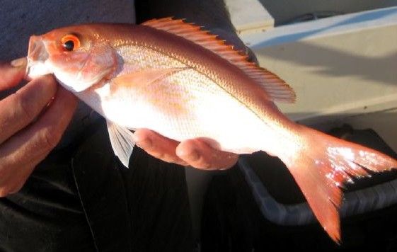 The Vermilion Snapper