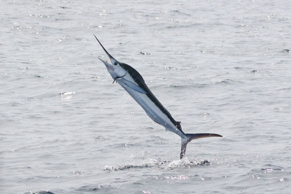 The White Marlin